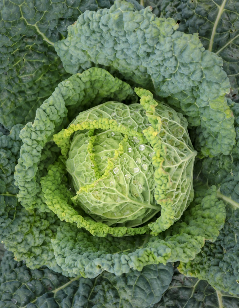 營養鮮嫩綠色爽口的白菜圖片