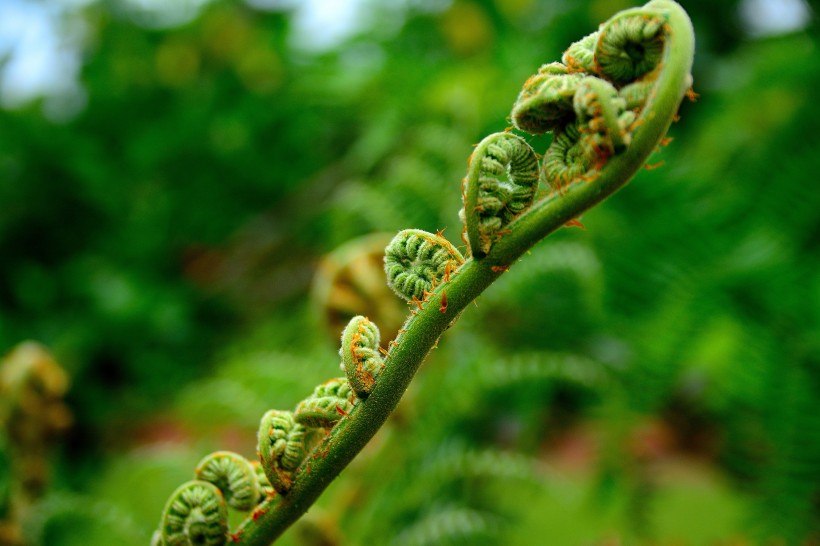 綠色新鮮的蕨菜圖片