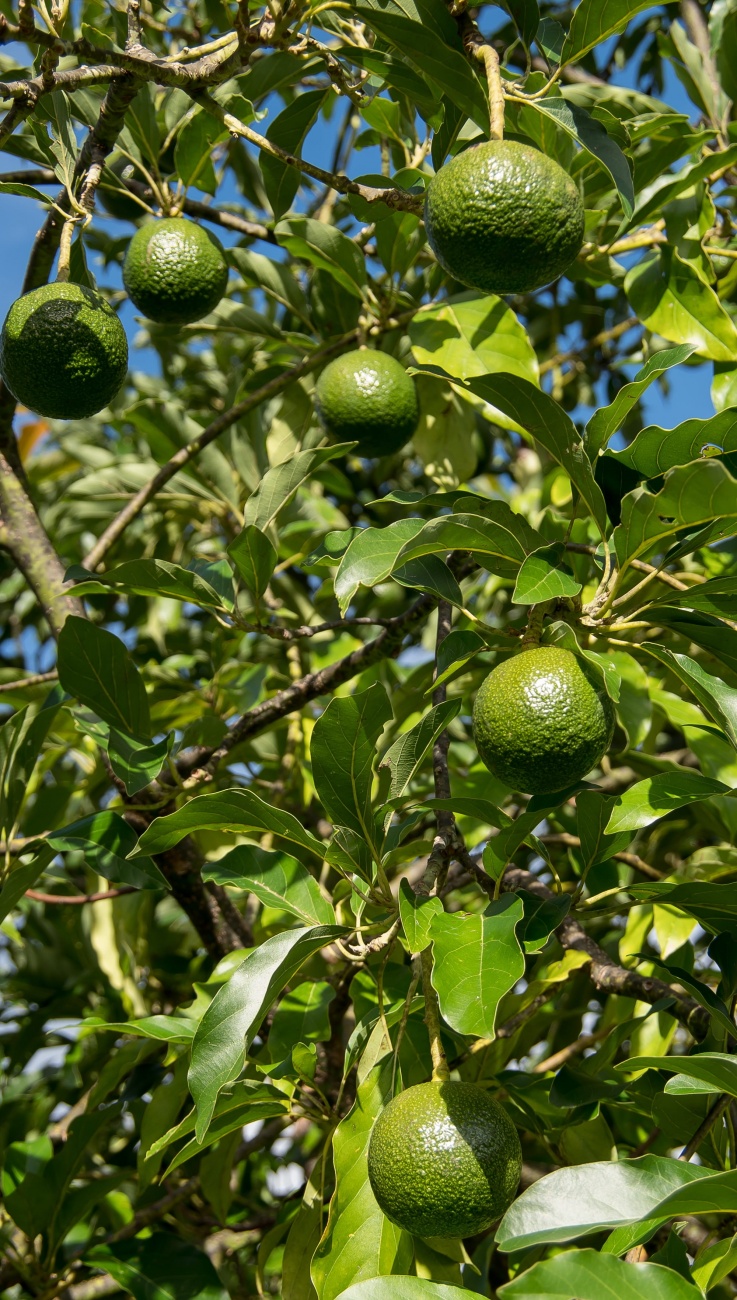 營養豐富的綠色牛油果圖片