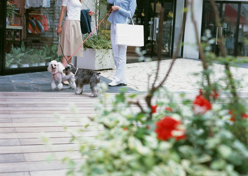 女性帶寵物逛街圖片