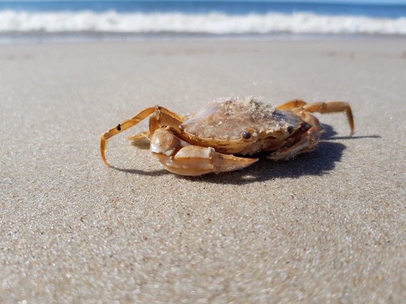 海灘上橫行的螃蟹圖片