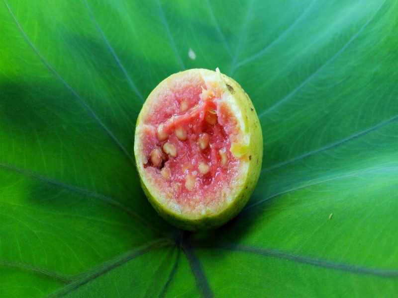 台灣芭樂果圖片