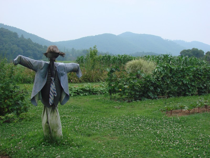 驅趕鳥類的稻草人圖片