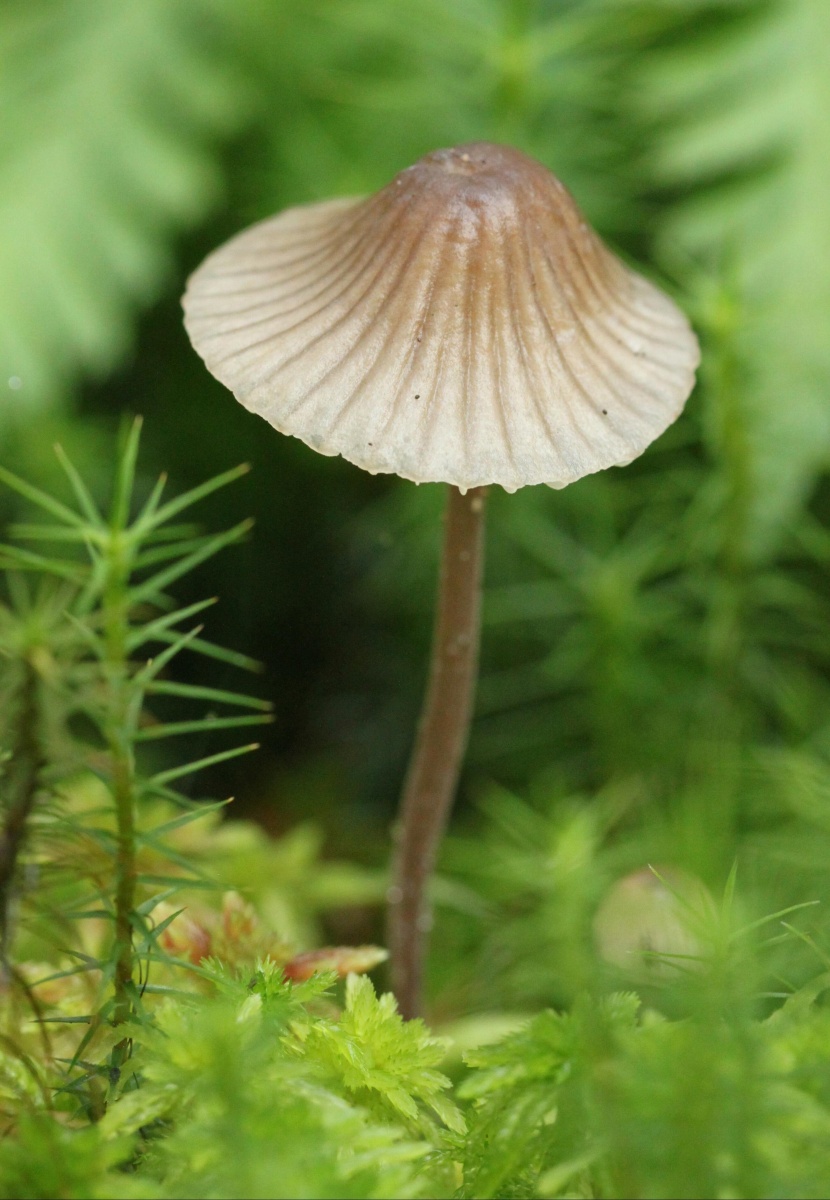 生長在地上的蘑菇圖片