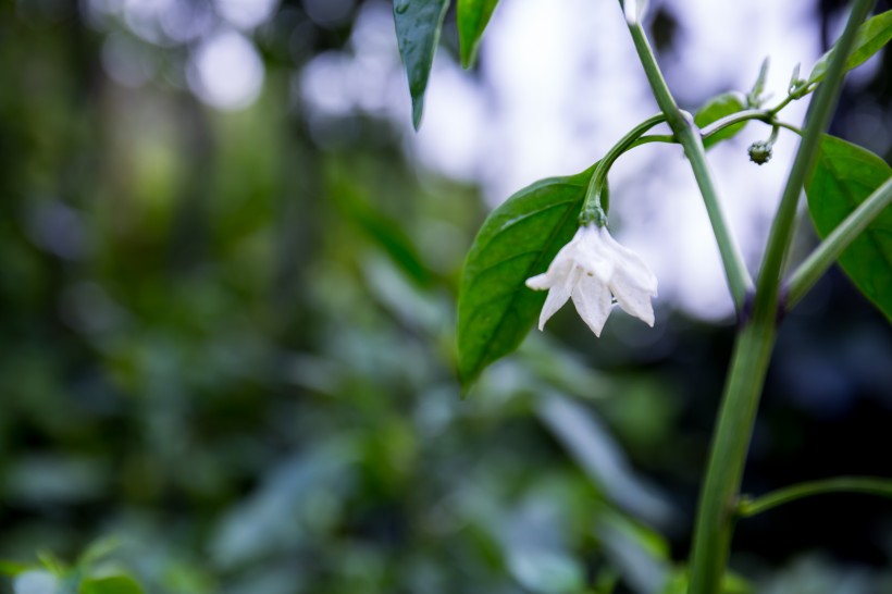 雨後辣椒圖片