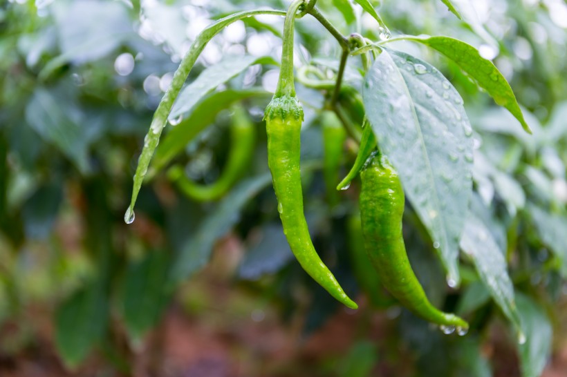 雨後辣椒圖片