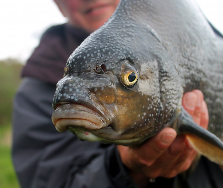 釣魚圖片