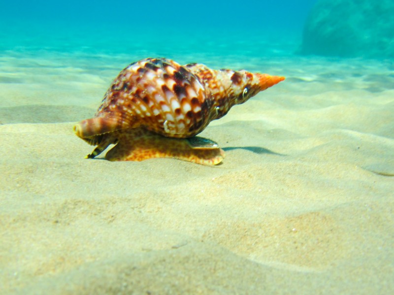 海螺圖片