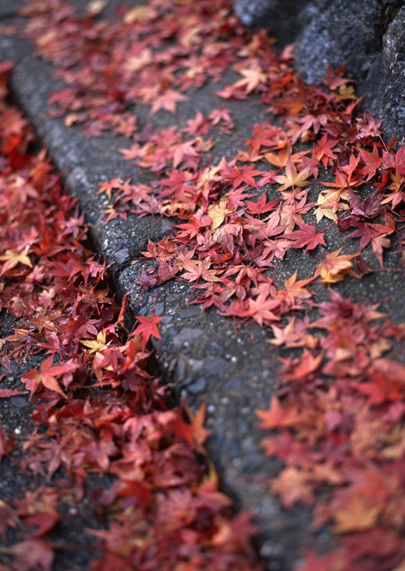 紅色楓葉和日式庭院圖片