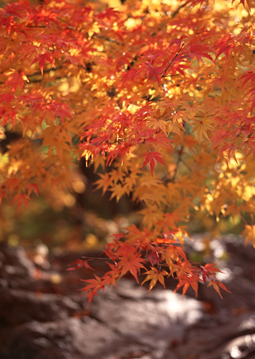 紅色楓葉和日式庭院圖片