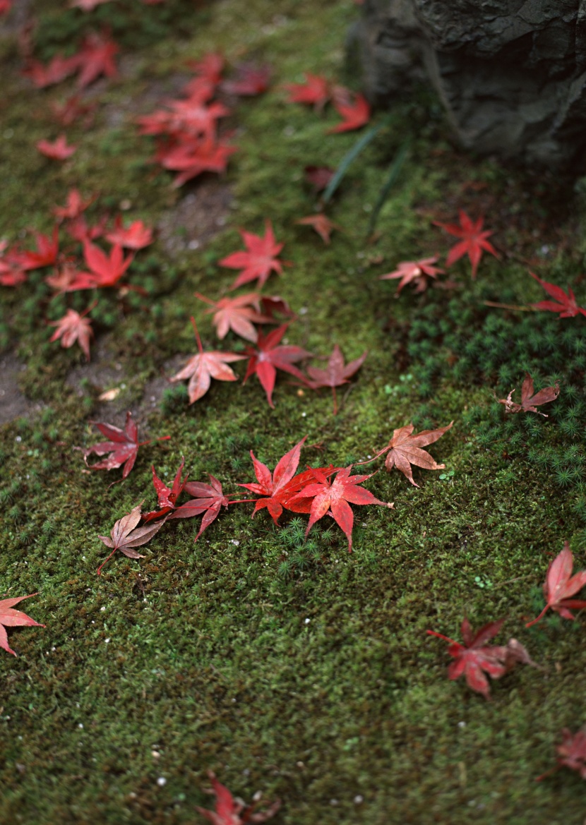 紅色楓葉和日式庭院圖片