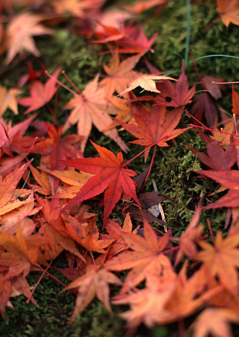 紅色楓葉和日式庭院圖片