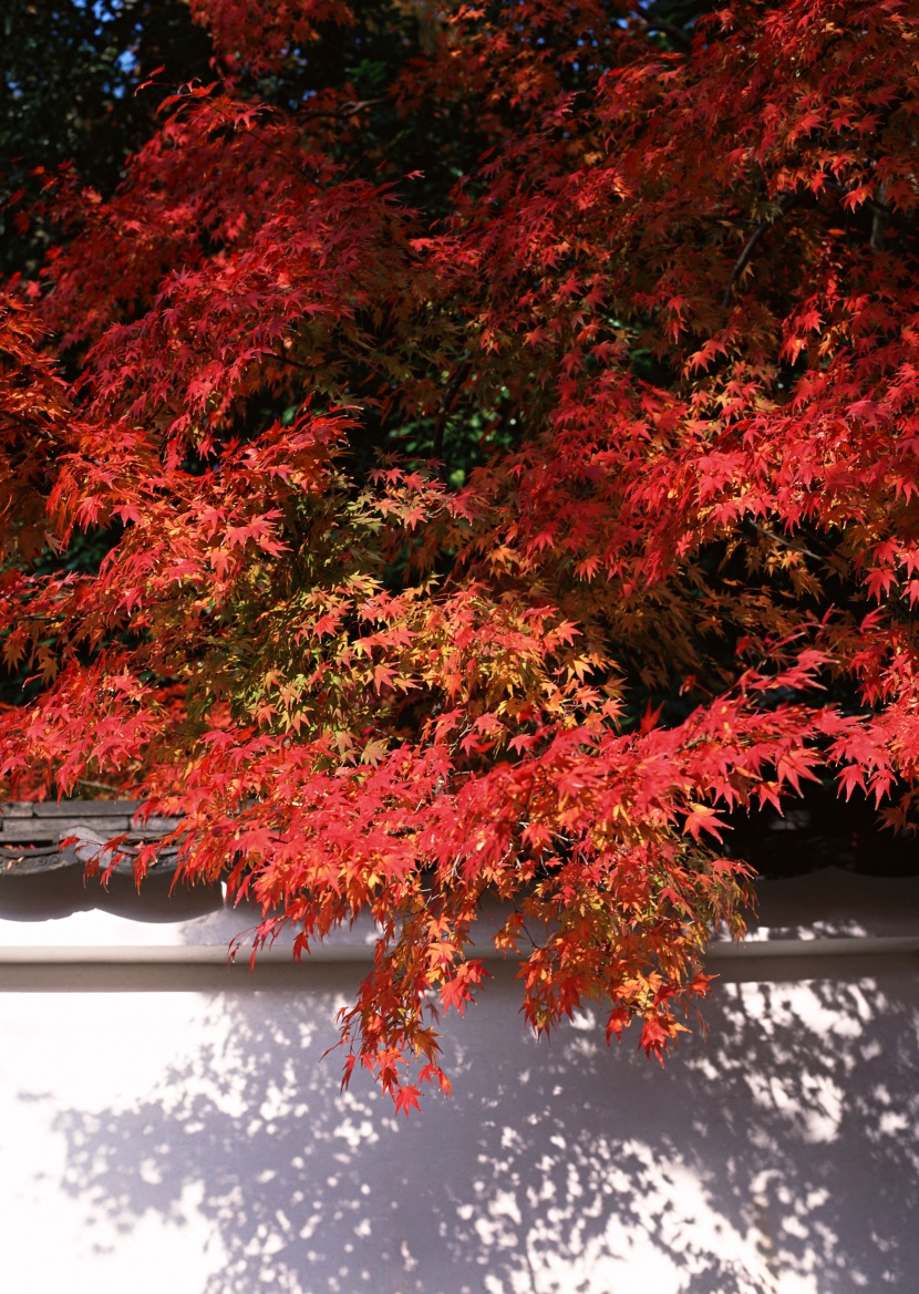 紅色楓葉和日式庭院圖片