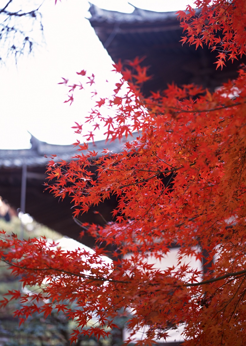 紅色楓葉和日式庭院圖片