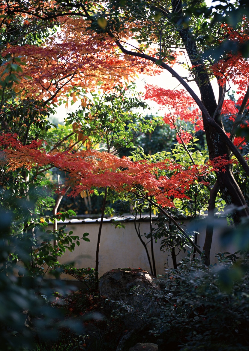 紅色楓葉和日式庭院圖片