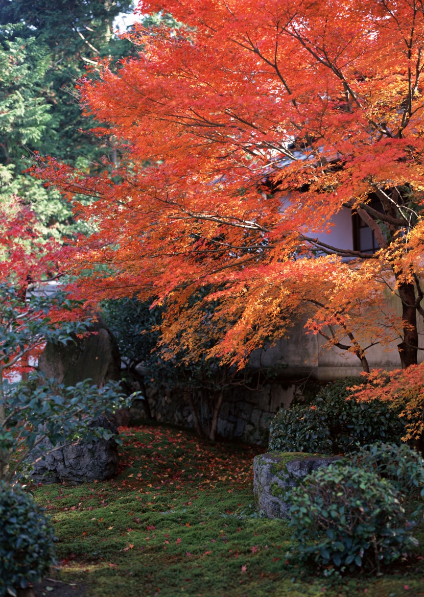 紅色楓葉和日式庭院圖片