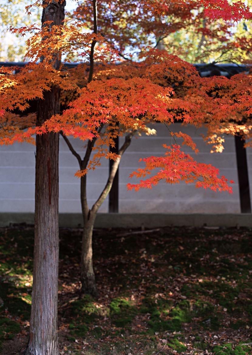 紅色楓葉和日式庭院圖片