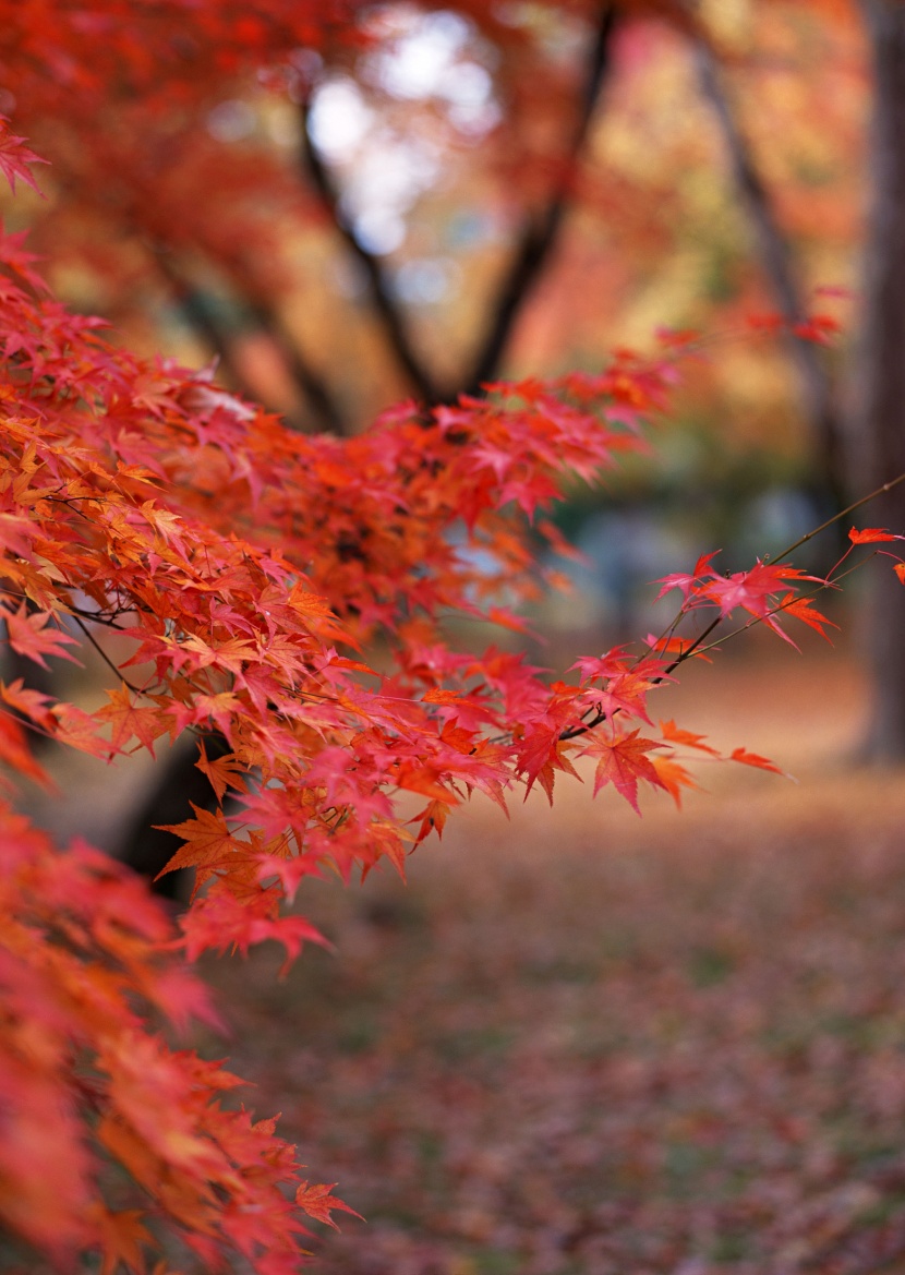 紅色楓葉和日式庭院圖片