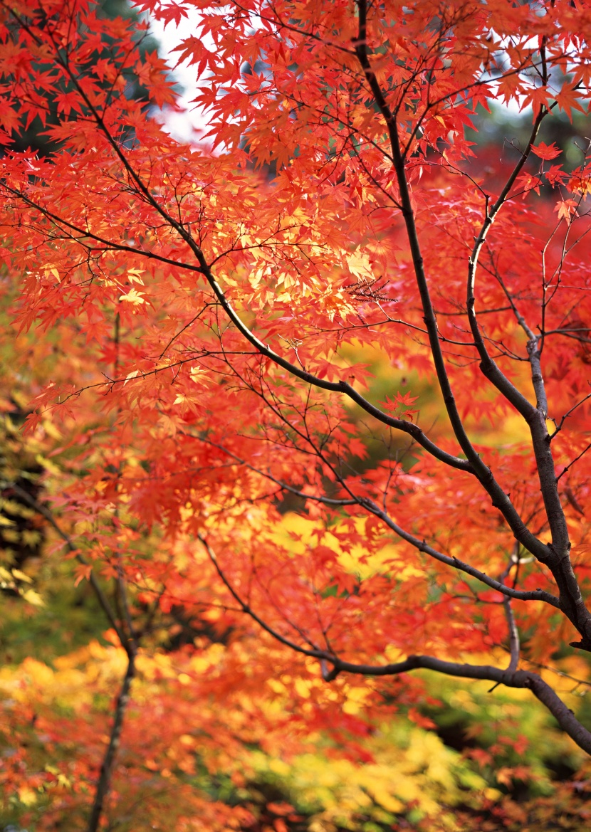 紅色楓葉和日式庭院圖片