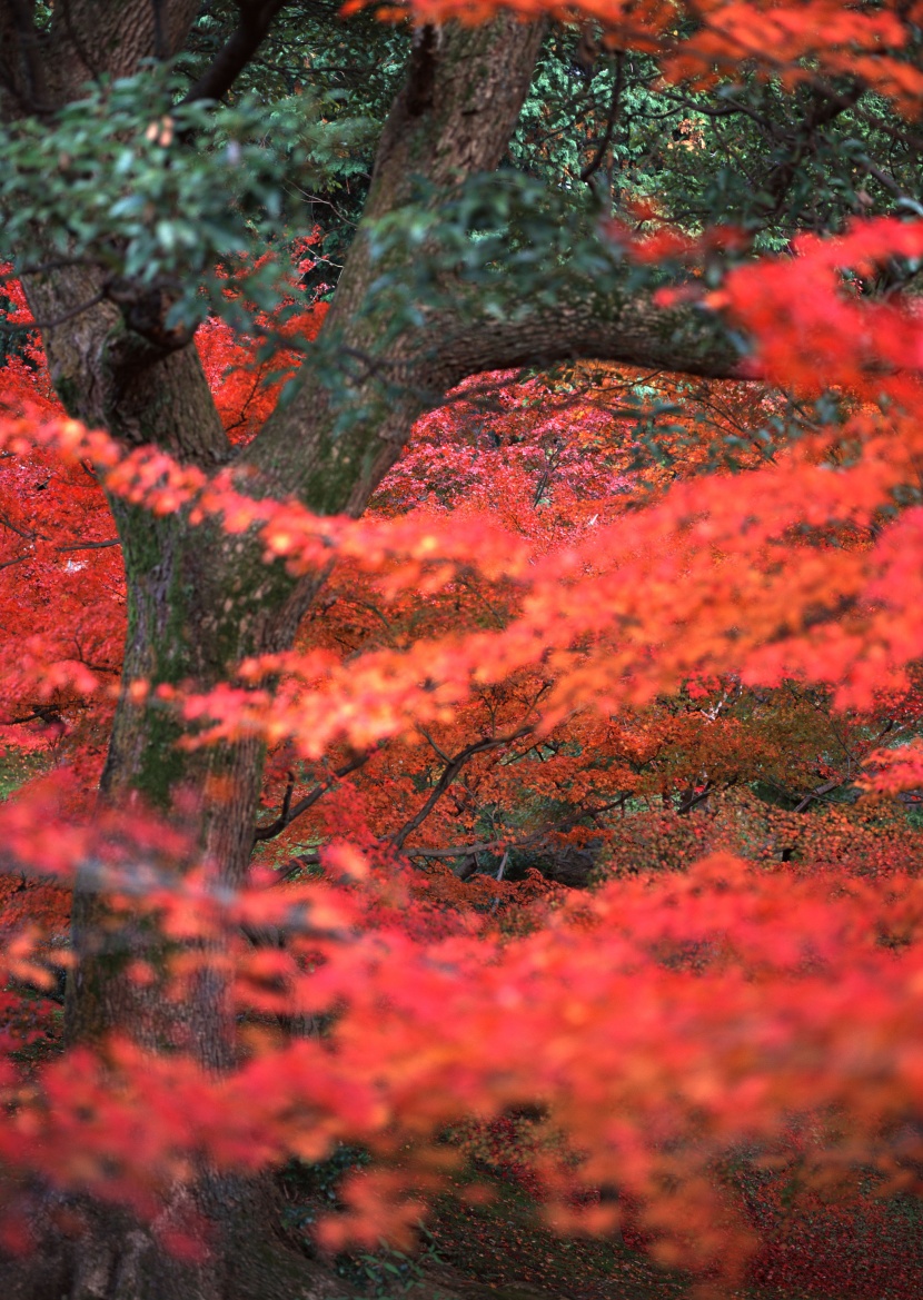 紅色楓葉和日式庭院圖片