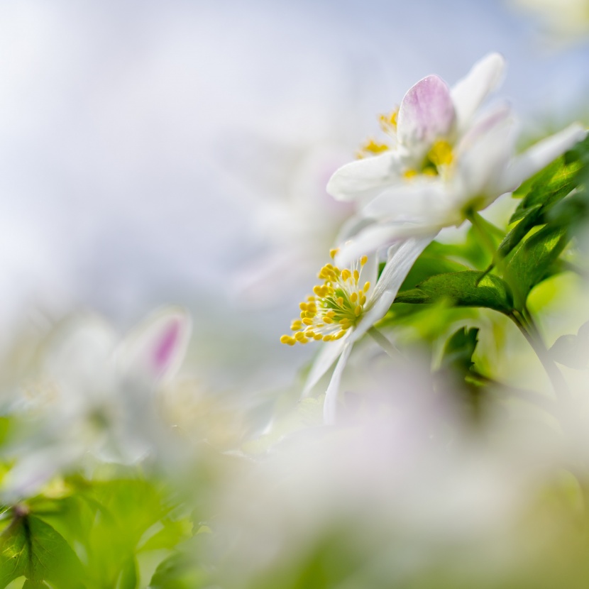 夢幻的花朵背景素材圖片