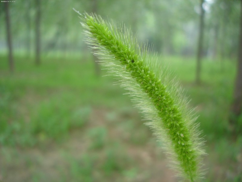 唯美自然植物景深圖片