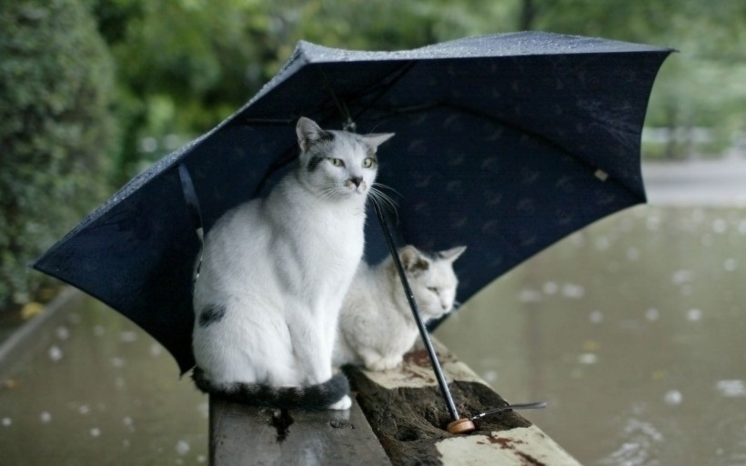 雨天風景圖片