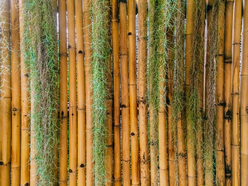 成排的竹子背景素材圖片