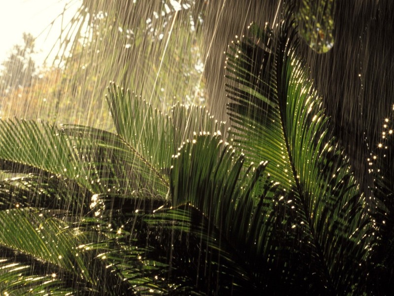 雨滴圖片