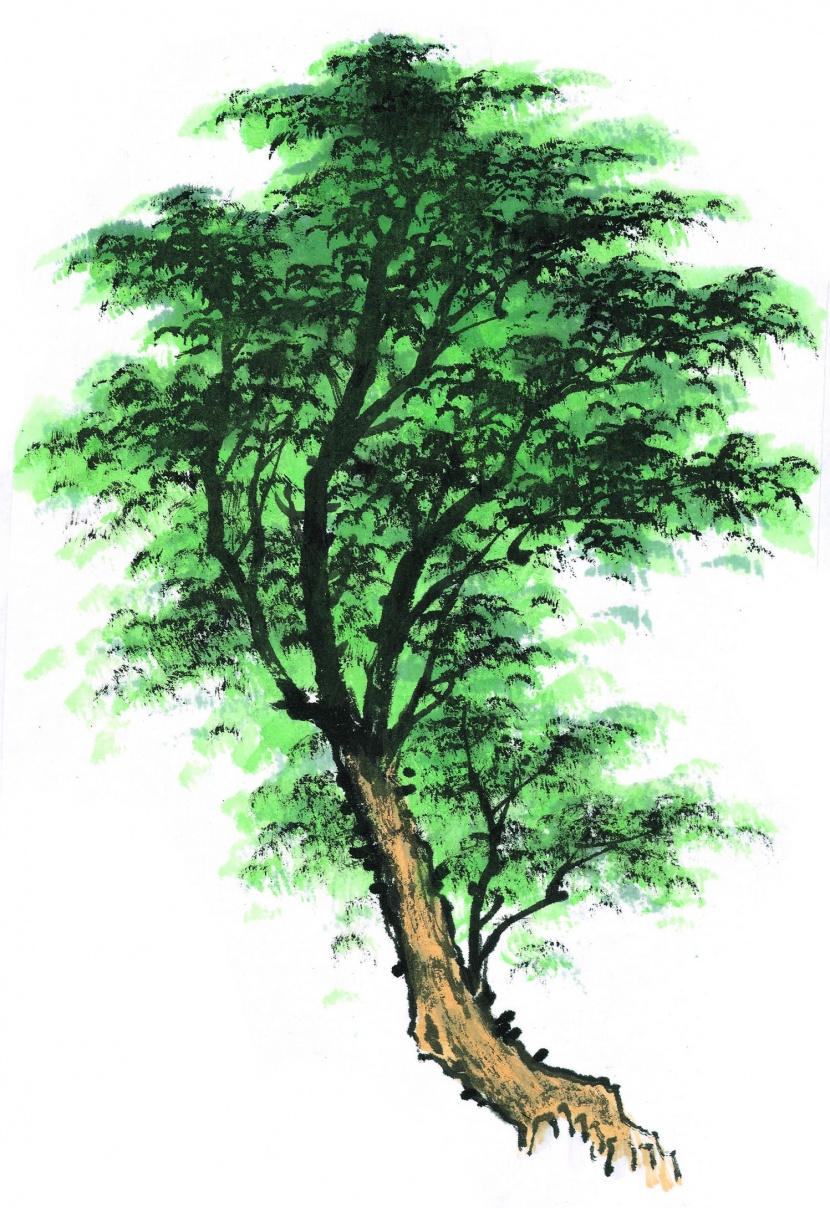 水墨松樹圖片