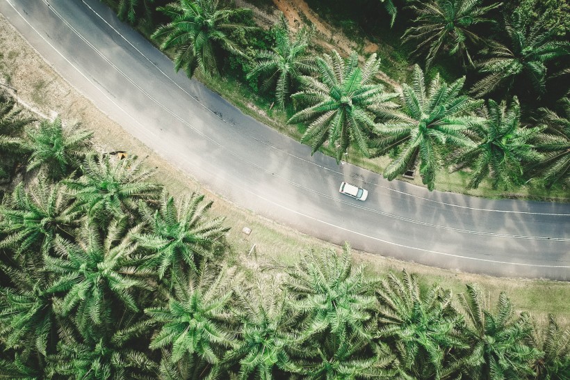 樹林裡的公路圖片