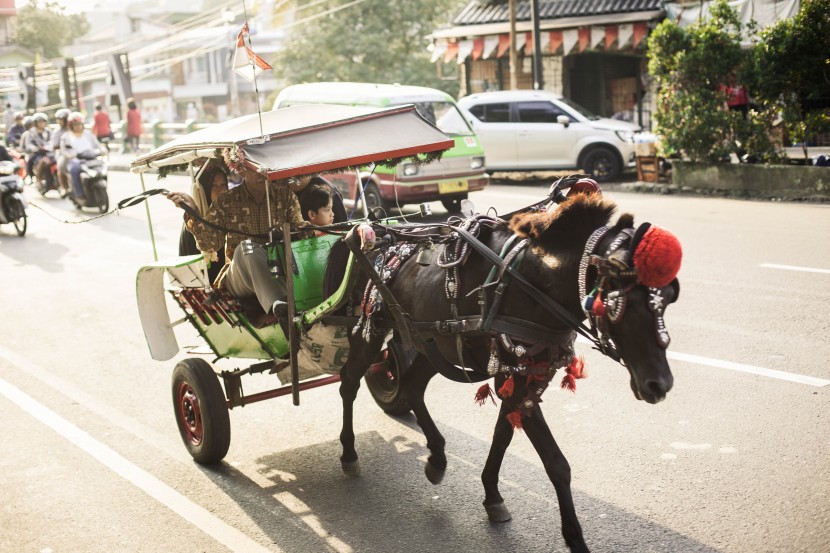 優雅詩意的馬車圖片