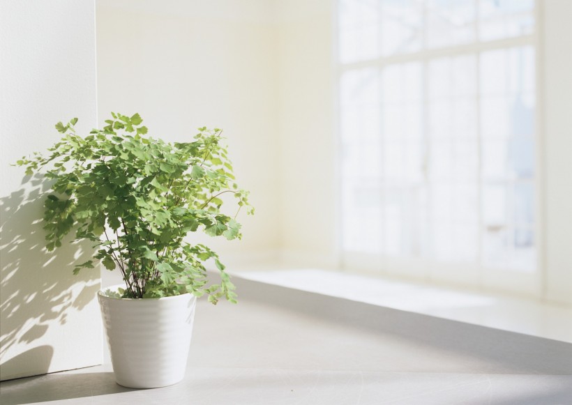 家居花草植物盆栽擺設圖片