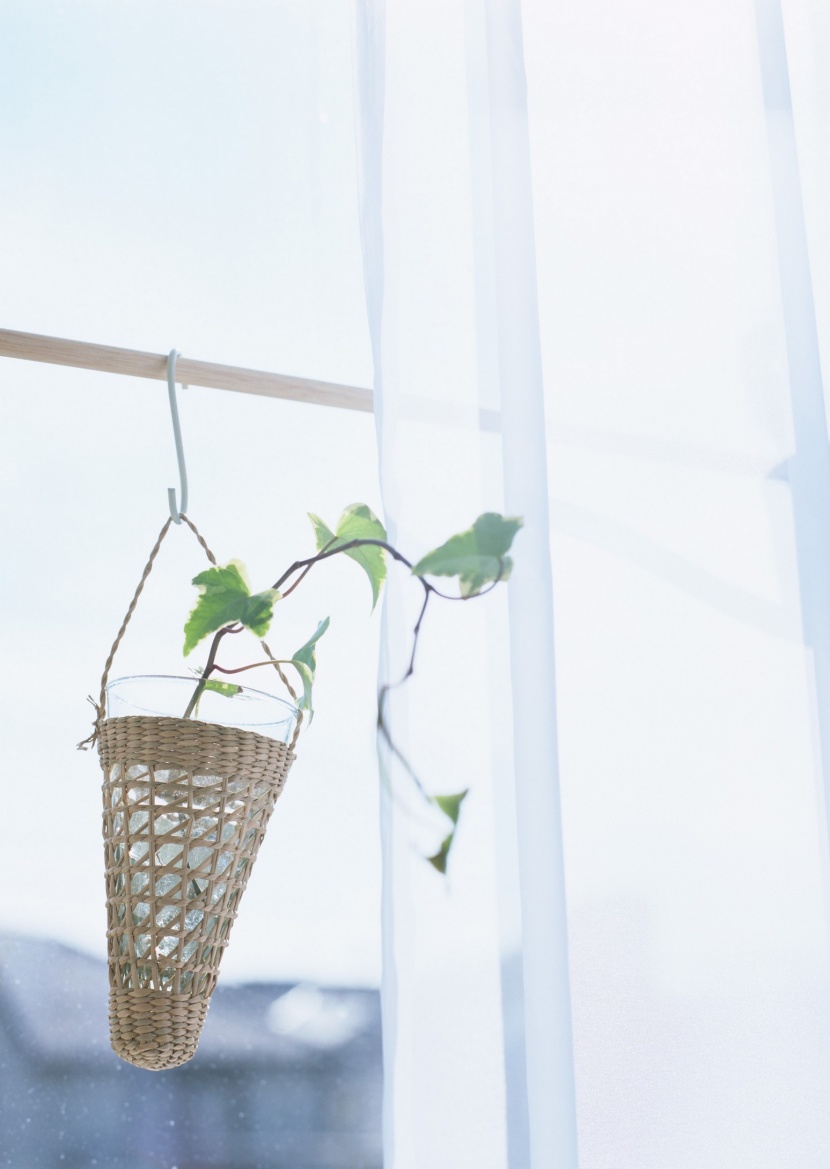 家居花草植物盆栽擺設圖片