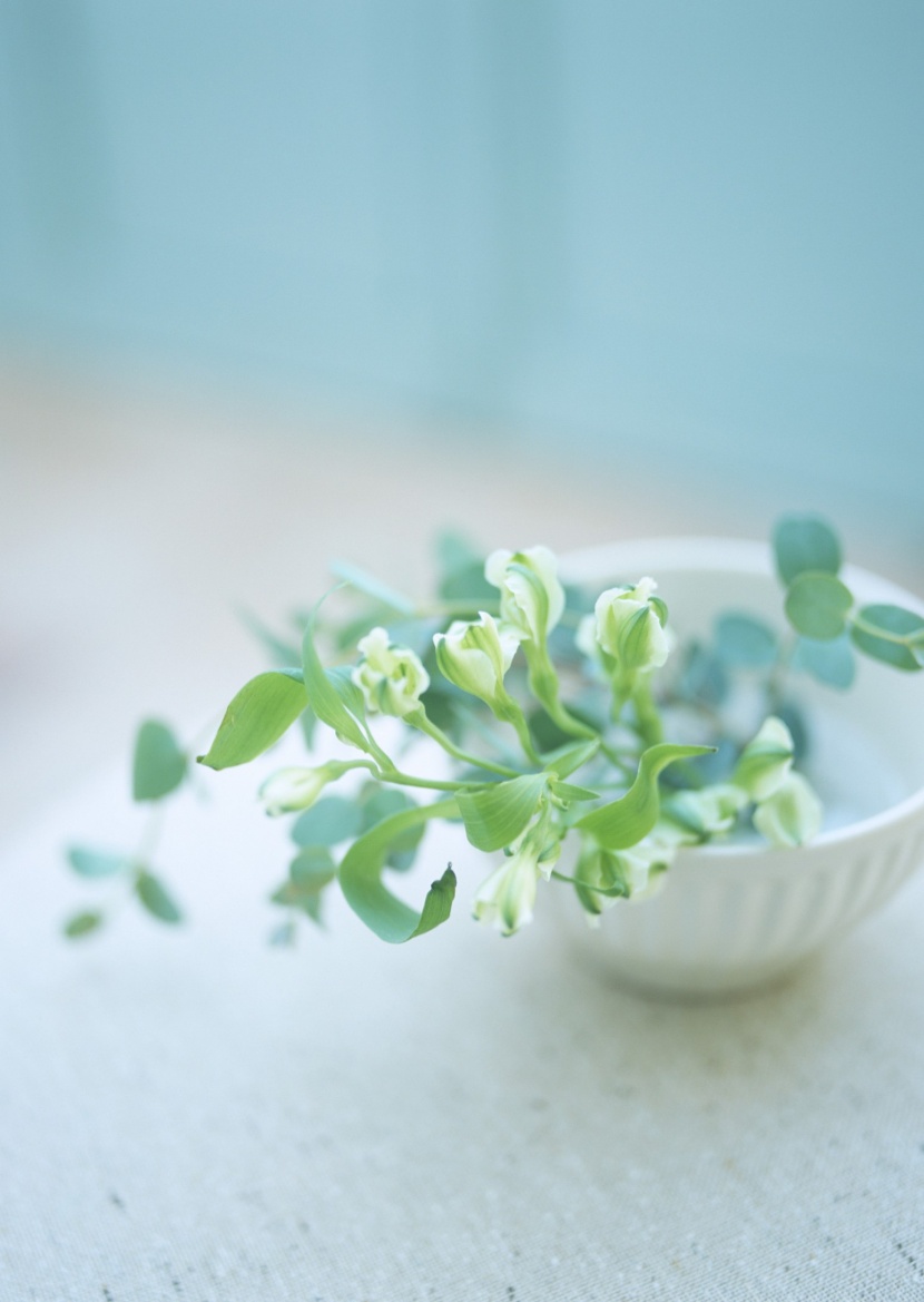 家居花草植物盆栽擺設圖片