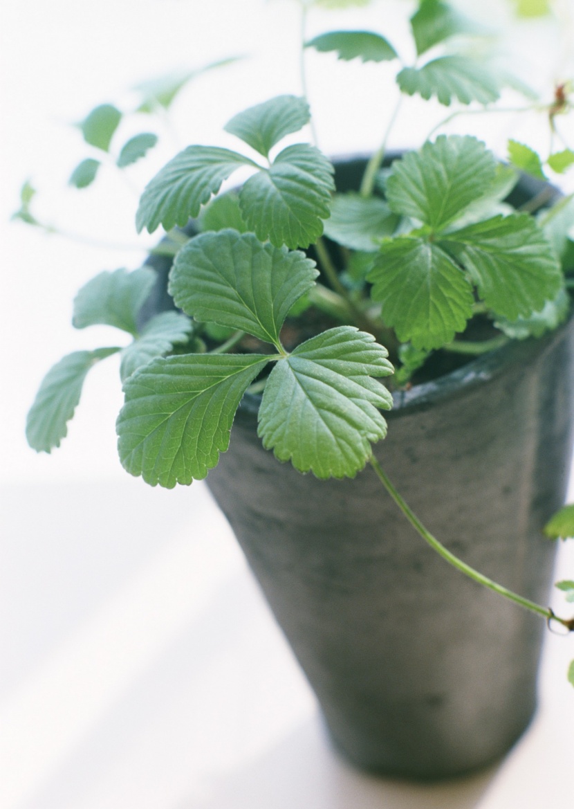 家居花草植物盆栽擺設圖片