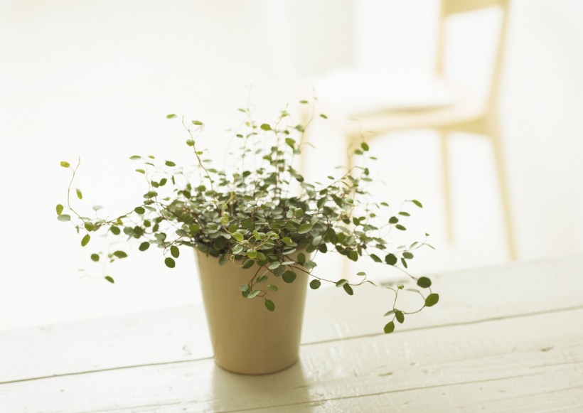 室内花草圖片