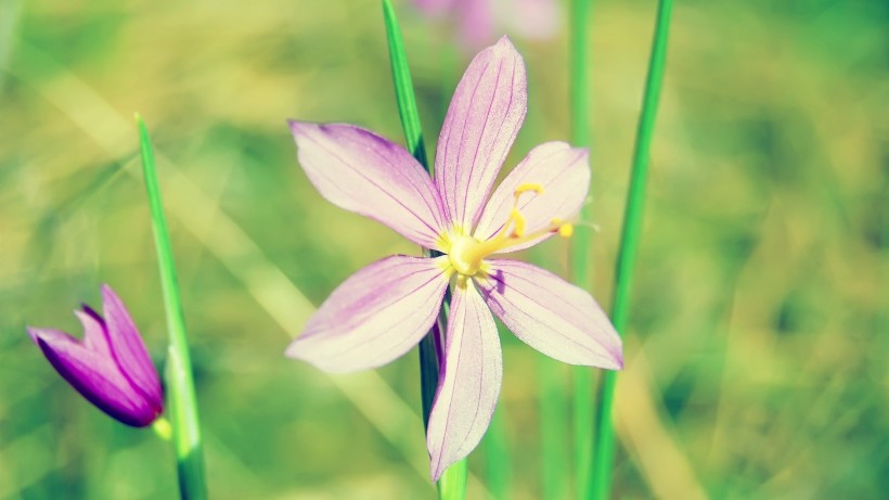 小清新雛菊花朵背景圖片