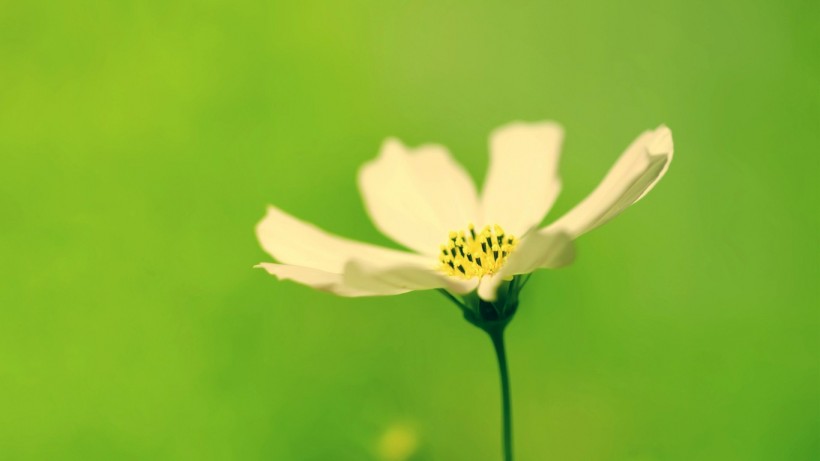 小清新雛菊花朵背景圖片