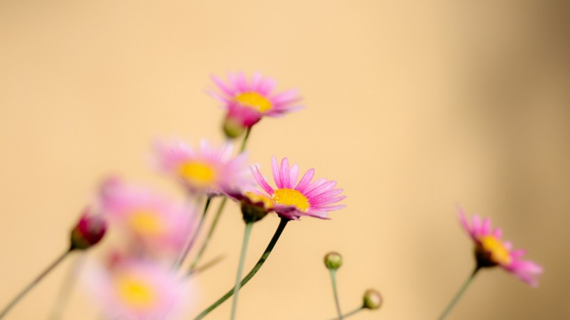 小清新雛菊花朵背景圖片