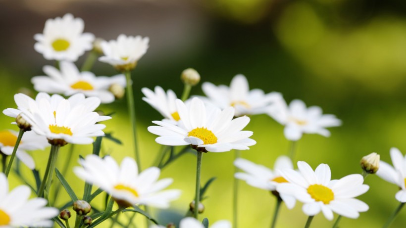 小清新雛菊花朵背景圖片