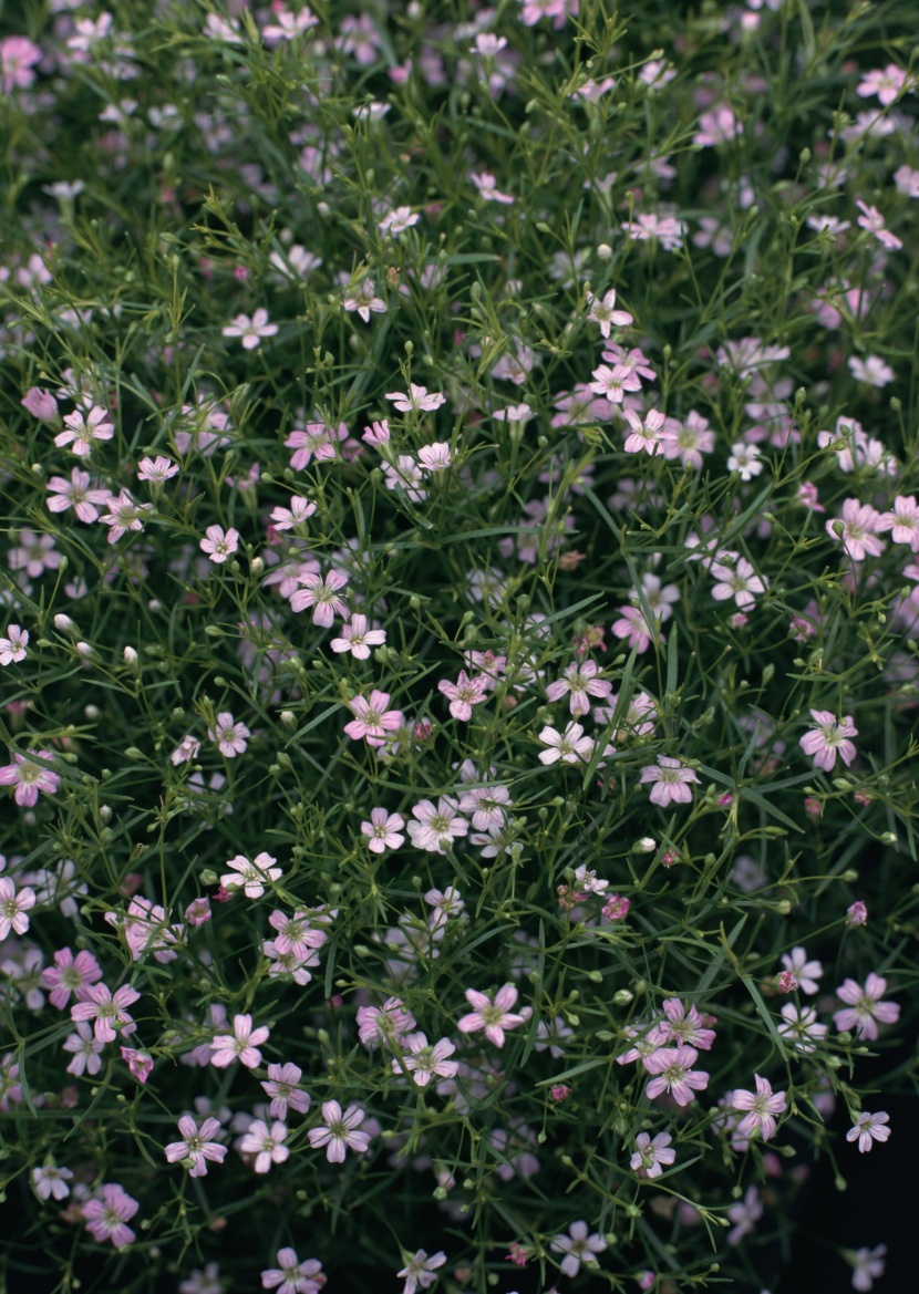 花草背景圖片