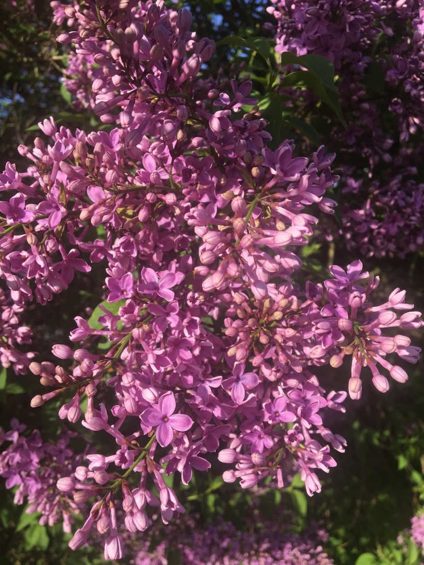 紫色唯美的丁香花圖片