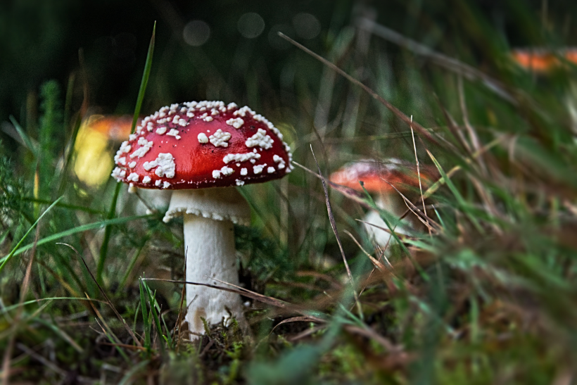 森林裡的紅色毒蠅傘圖片