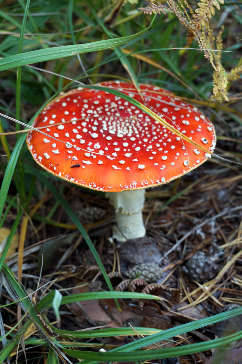 森林裡的紅色毒蠅傘圖片
