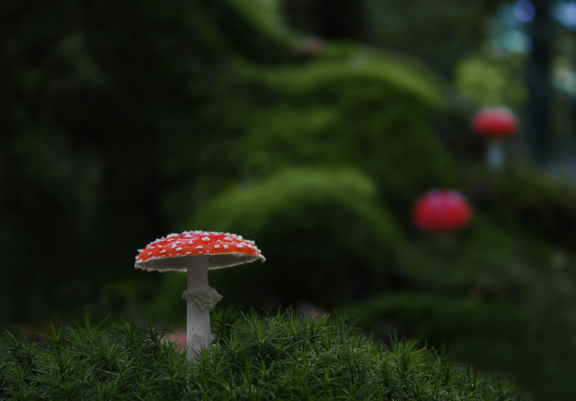 森林裡的紅色毒蠅傘圖片