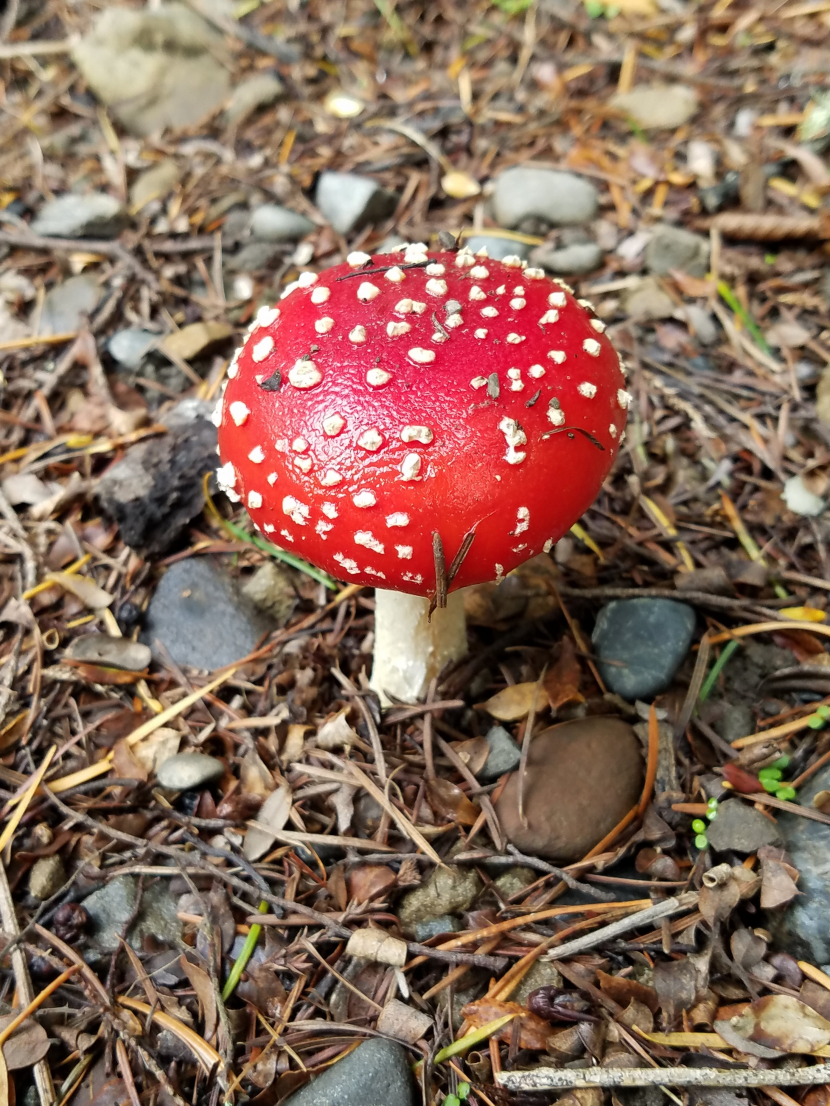 森林裡的紅色毒蠅傘圖片