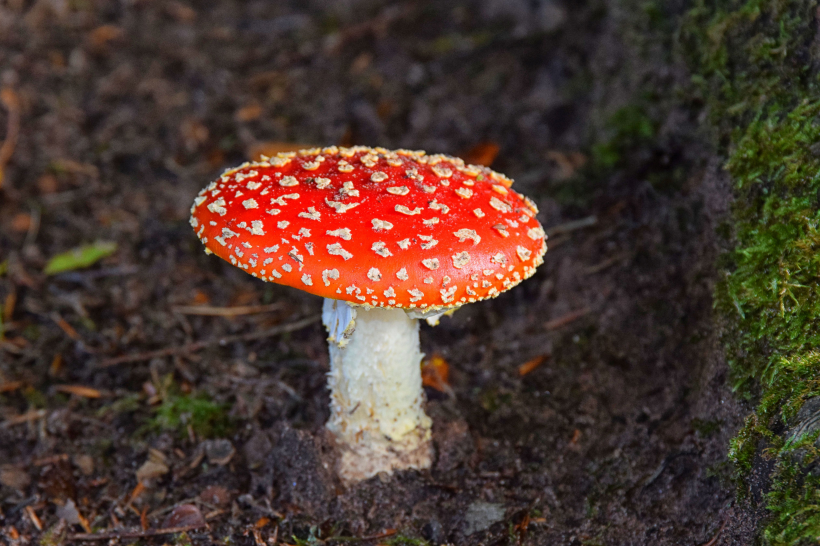 森林裡的紅色毒蠅傘圖片