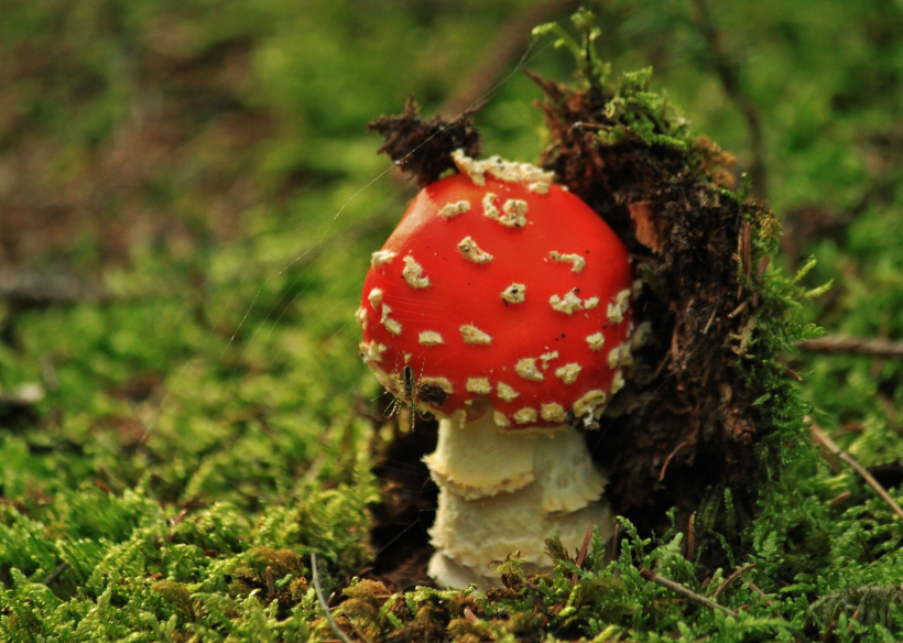 森林裡的紅色毒蠅傘圖片