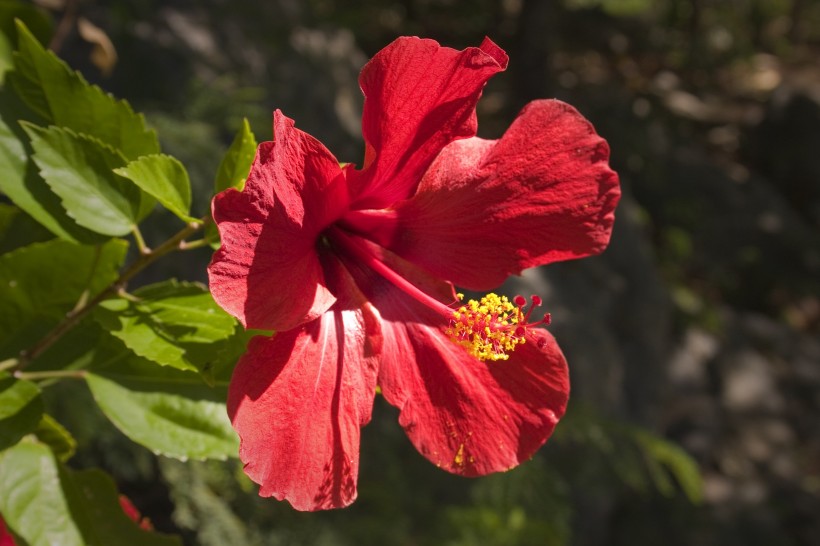 纖細清新的芙蓉花圖片